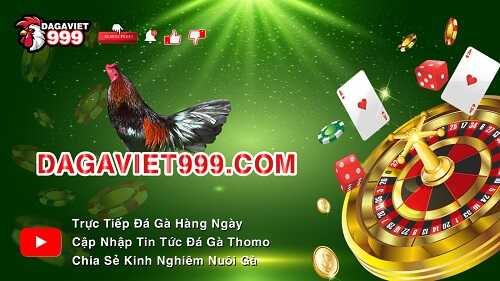Đá Gà Việt 999 có gì?