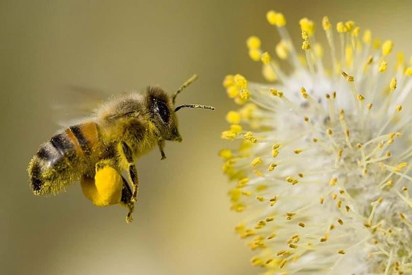 Nằm mơ thấy con ong đánh con gì?